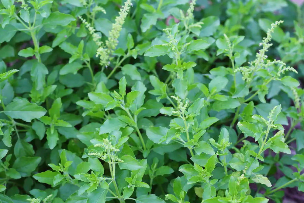 Tulsi