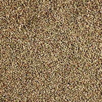Ajwain