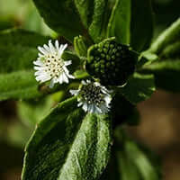 Bhringaraj