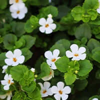 Brahmi