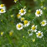 Chamomile
