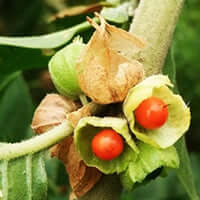 KSM-66 Ashwagandha