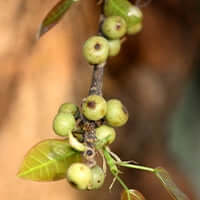 Udumbara