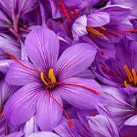 Saffron