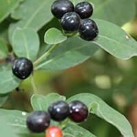 Sarpagandha