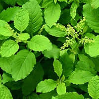 Tulsi
